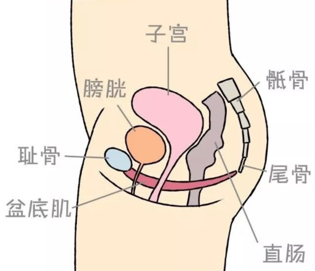 如何正确的找到盆底肌？